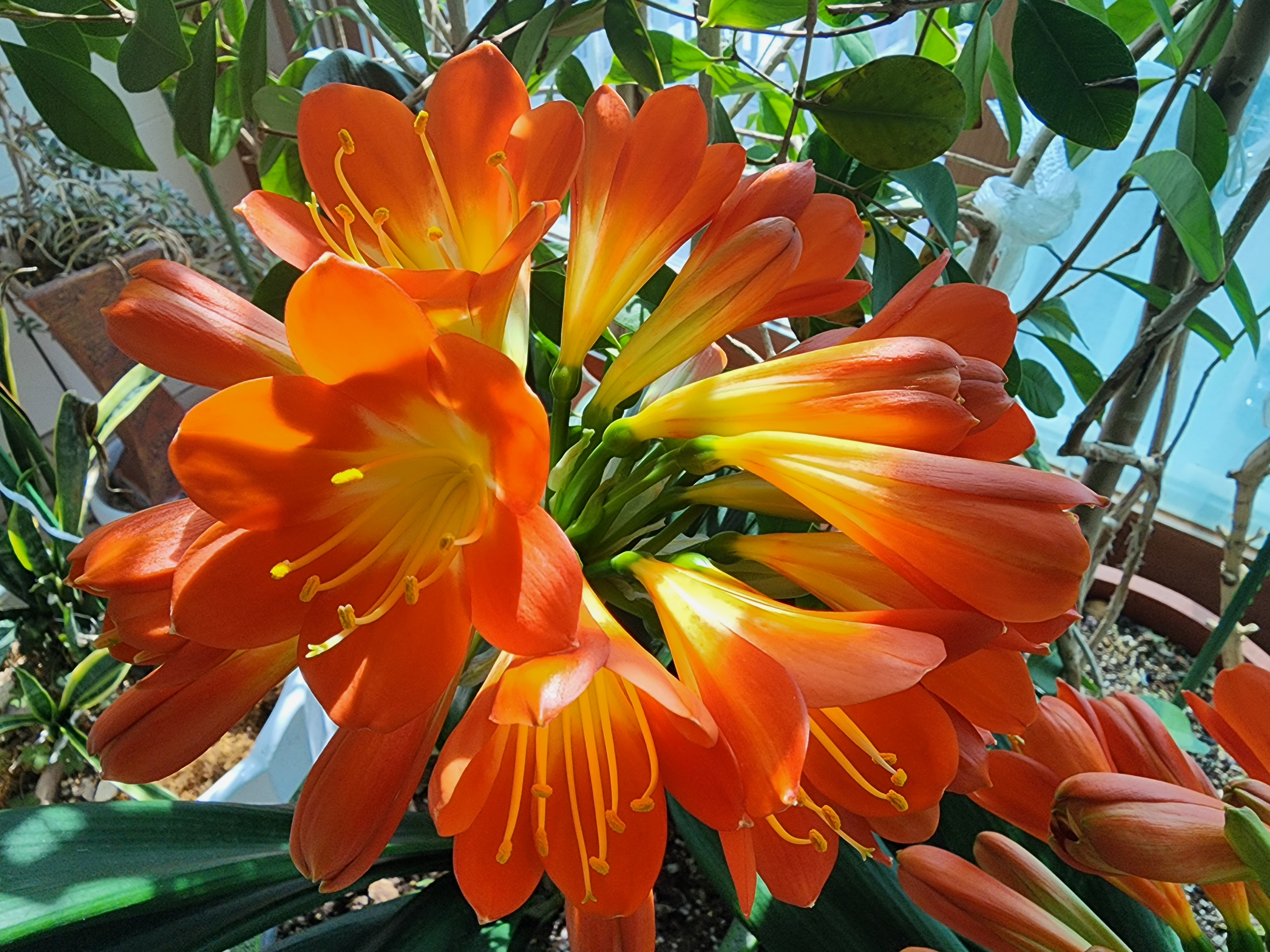 고결한사랑 군자란