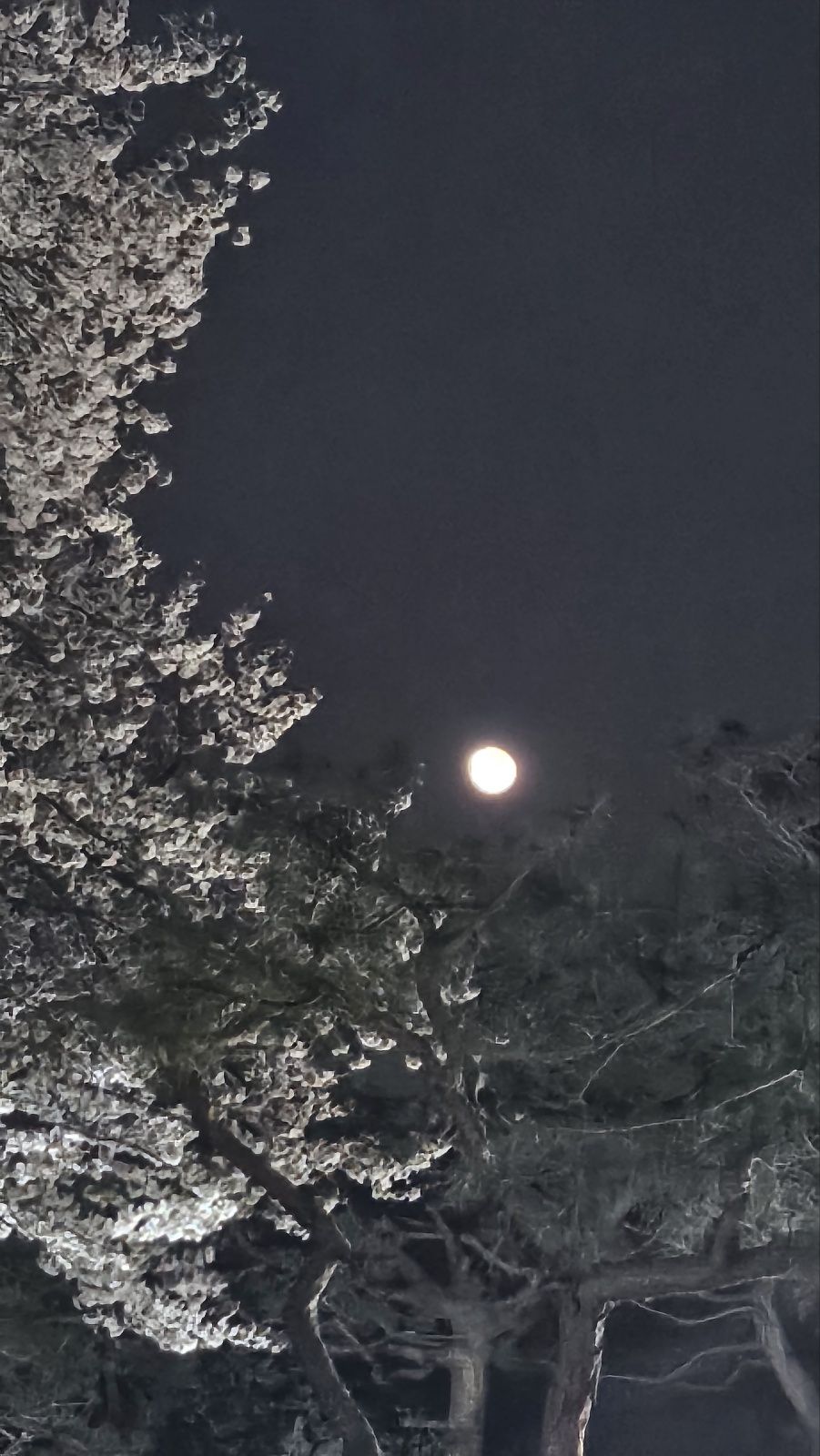 벚꽃속의 붉은 달