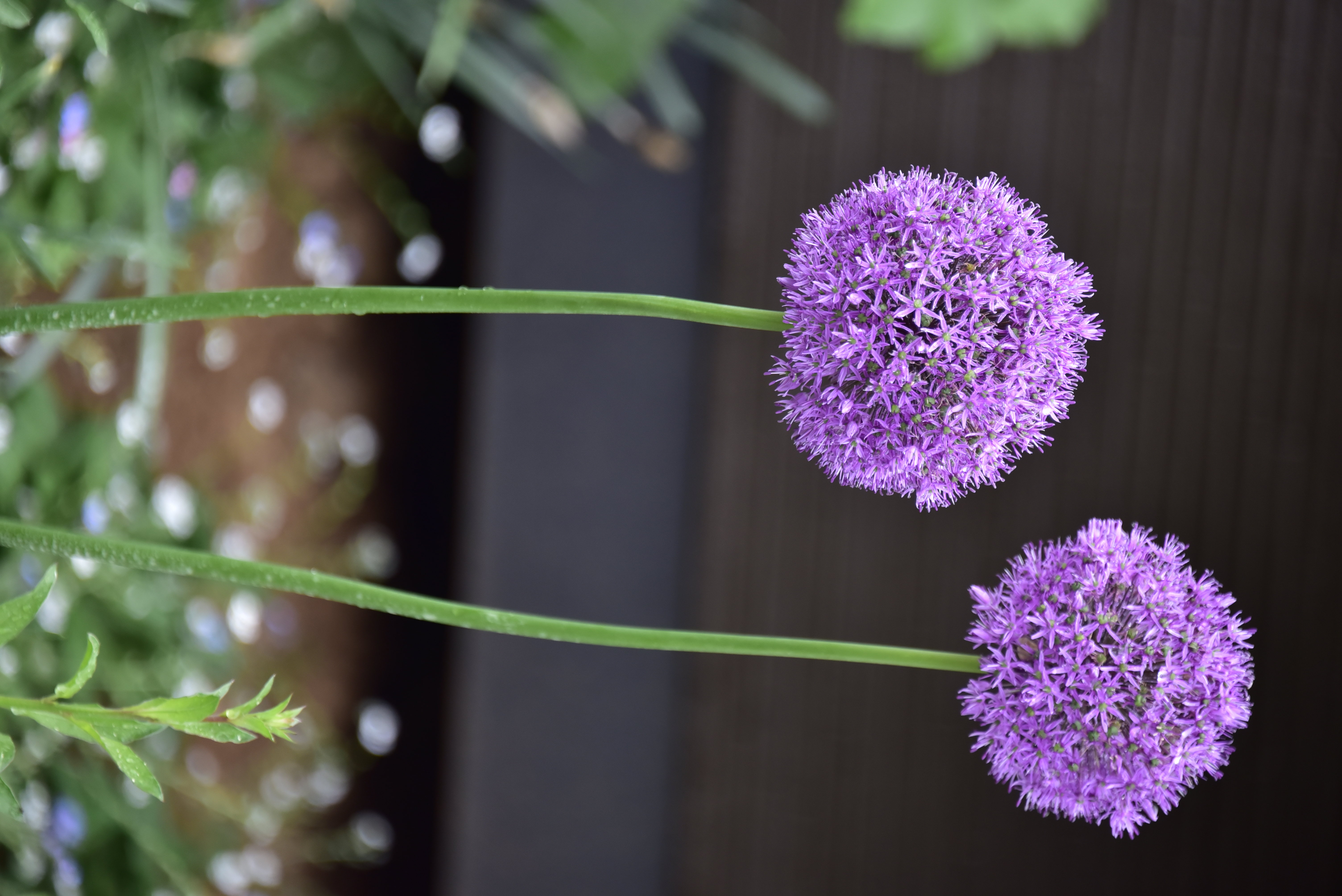 전주돌단교회 화초