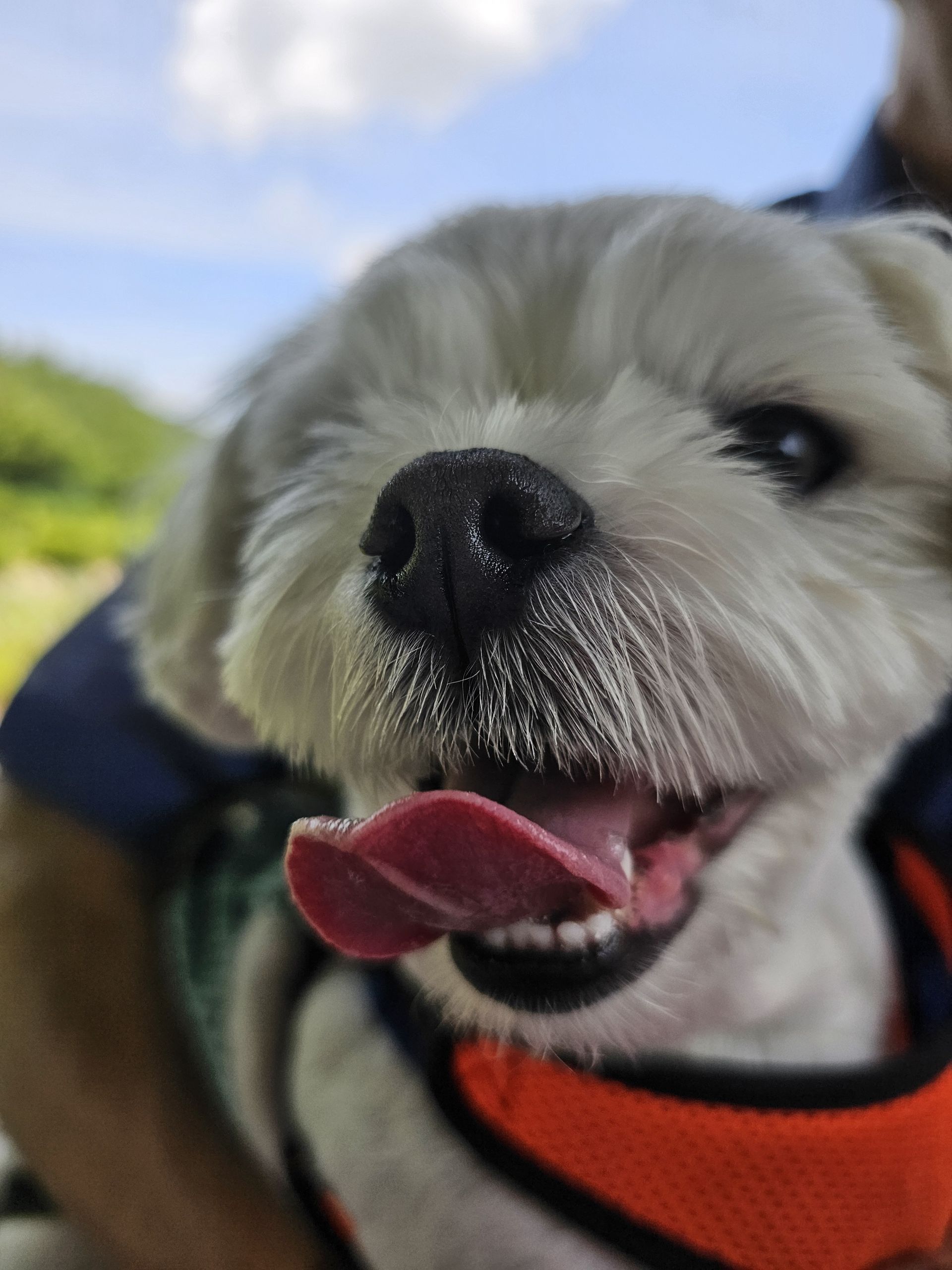 주영숙 반려건(동동이 )